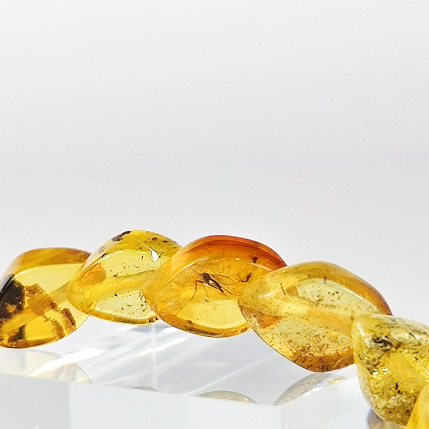 Baltic amber inclusion